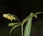 Lanceleaf loosestrife